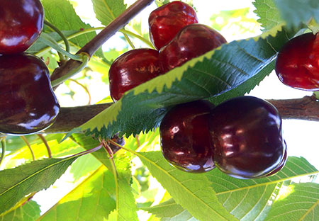 STAR GİANT KİRAZ FİDANI